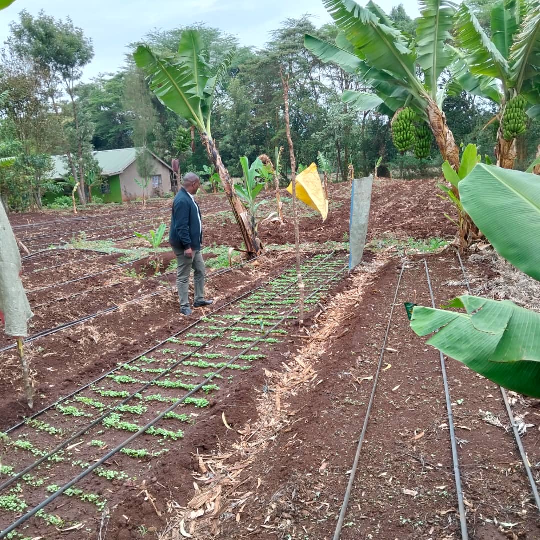 Garden drip planting